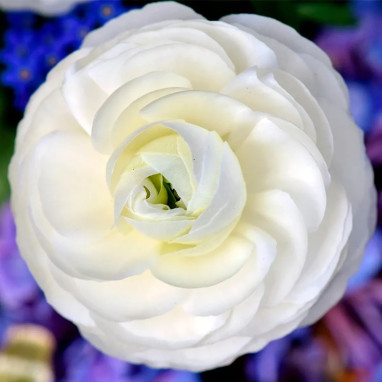 Renoncule haute blanche - Ranunculus | Achat direct au producteur