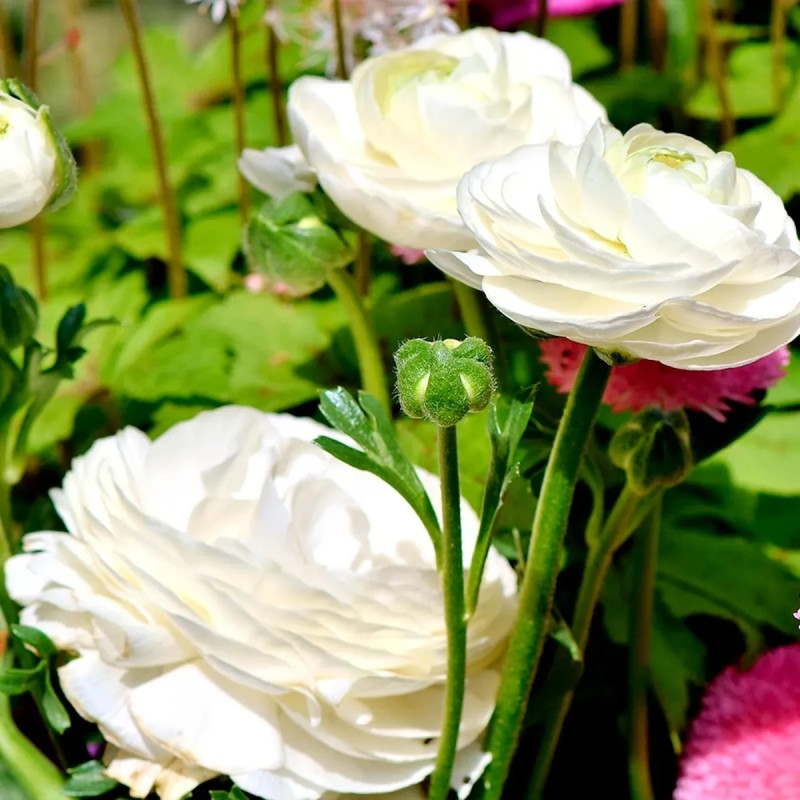 Renoncule haute blanche - Ranunculus | Achat direct au producteur