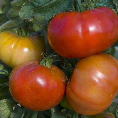 Tomate 'Marmande' - Solanum lycopersicum | Achat producteur