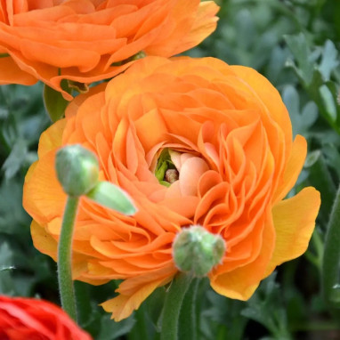 Renoncule Haute Orange - Ranunculus | Achat direct au producteur