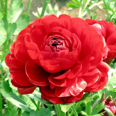 Renoncule rouge 'Haute' - Ranunculus | Achat direct au producteur