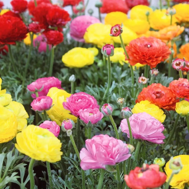 Renoncule haute mélange - Ranunculus | Achat direct au producteur
