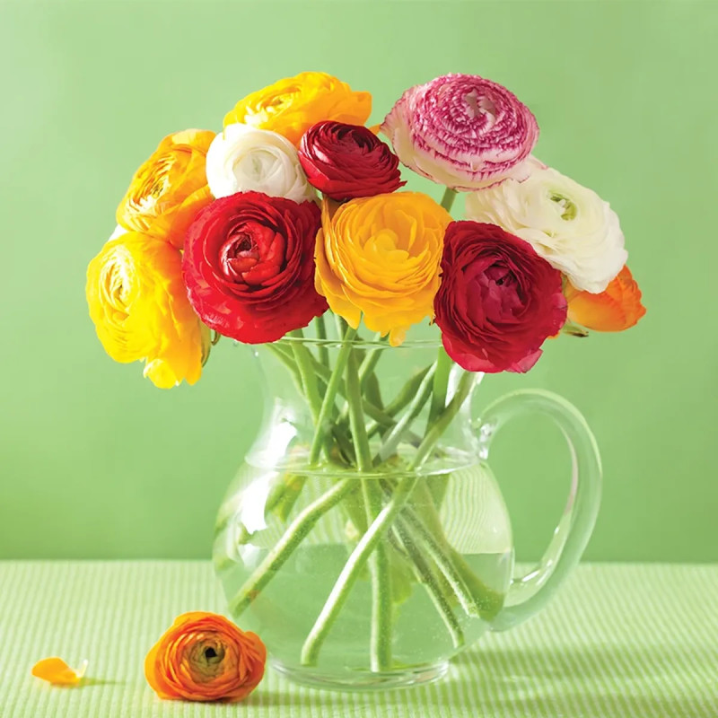Renoncule haute mélange - Ranunculus | Achat direct au producteur
