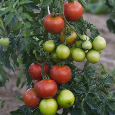 Tomate 'Montfavet' F1 - Solanum | Achat direct au producteur
