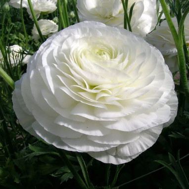 Renoncule Tomer Blanche - Ranunculus | Achat direct au producteur