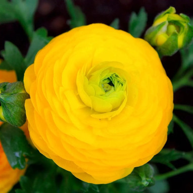 Renoncule 'Tomer Jaune d'Or' - Ranunculus | Achat direct au producteur
