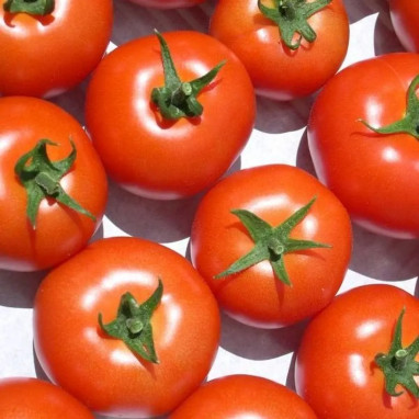 Tomate Paola 'Paoline'® - Solanum | Achat direct au producteur