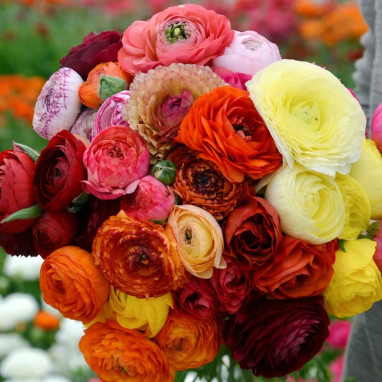 Renoncule Tomer Mélange - Ranunculus | Achat direct au producteur