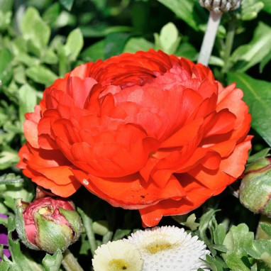 Renoncule Tomer Rouge - Ranunculus | Achat direct au producteur
