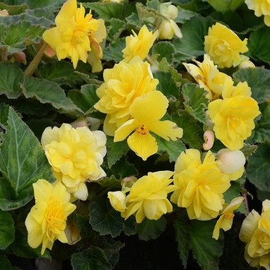 Bégonia cascade jaune - Begonia | Achat direct au producteur