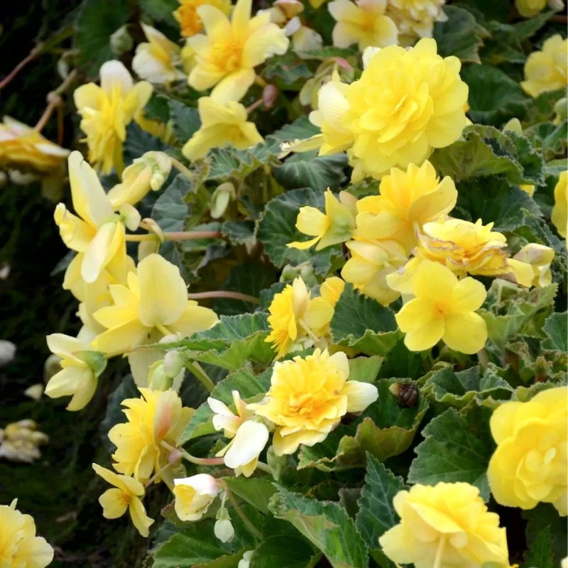 Bégonia cascade jaune - Begonia | Achat direct au producteur