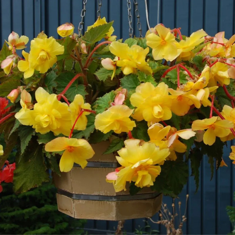 Bégonia cascade jaune - Begonia | Achat direct au producteur