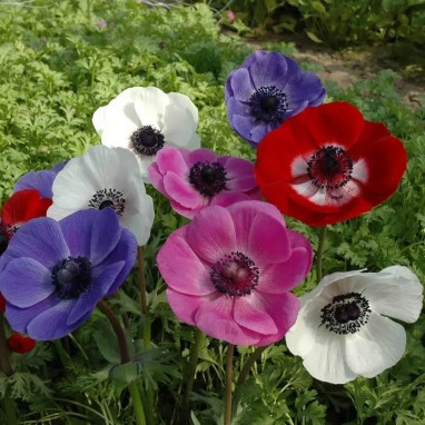 Anémone simple de Caen Mélange - Anemone | Achat direct au producteur
