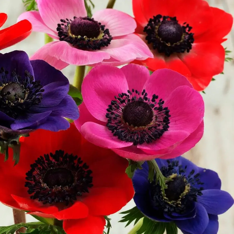 Anémone simple de Caen Mélange - Anemone | Achat direct au producteur