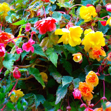 Bégonia Cascade Mélange - Begonia | Achat direct au producteur