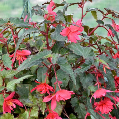 Bégonia Cascade Rose - Begonia | Achat direct au producteur