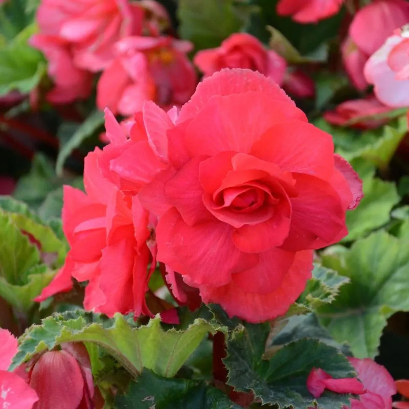 Bégonia Cascade Rose - Begonia | Achat direct au producteur