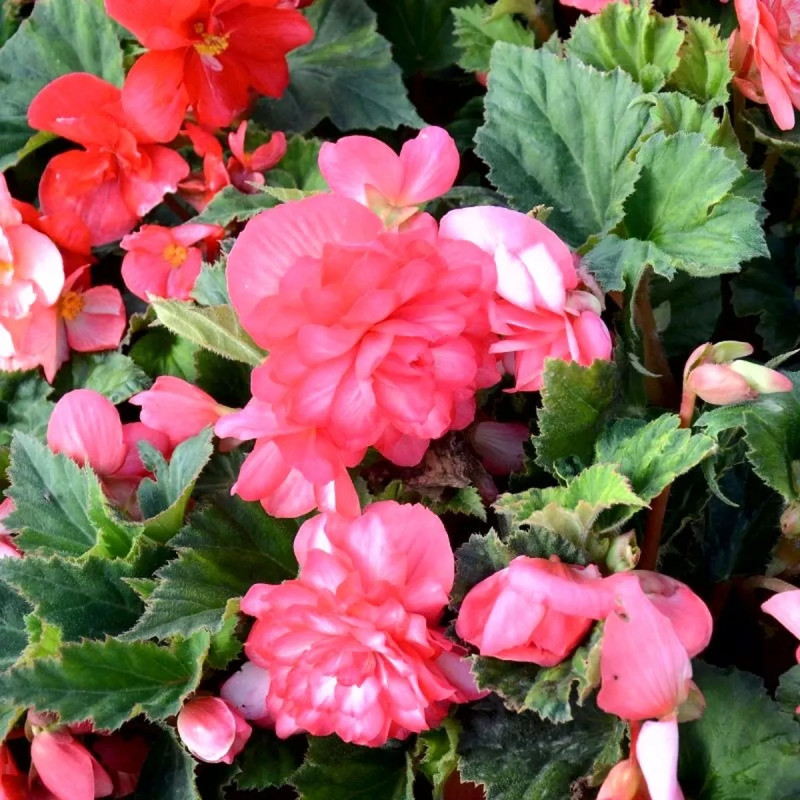Bégonia Cascade Rose - Begonia | Achat direct au producteur
