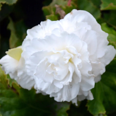 Bégonia Double Blanc - Begonia x tuberhybrida | Achat producteur