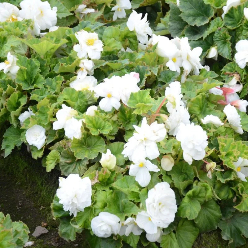 Bégonia Double Blanc - Begonia x tuberhybrida | Achat producteur