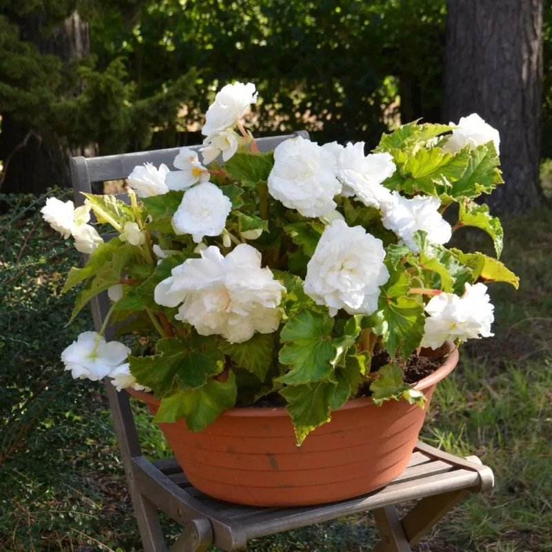 Bégonia Double Blanc - Begonia x tuberhybrida | Achat producteur