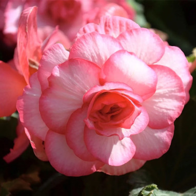 Bégonia Double Bouton de Rose - Begonia | Achat direct au producteur