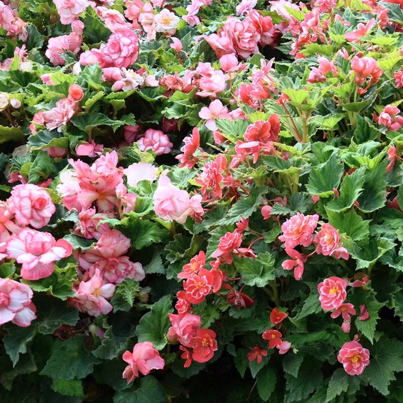 Bégonia Double Bouton de Rose - Begonia | Achat direct au producteur