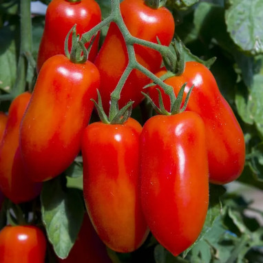 Tomate 'Roma' - Solanum lycopersicum | Achat direct au producteur