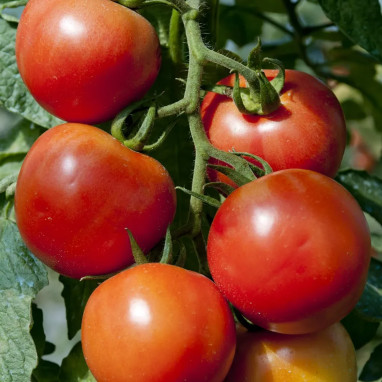 Tomate 'Pyros' F1 - Solanum | Achat direct au producteur