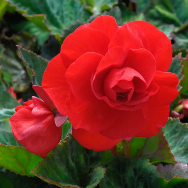Bégonia double écarlate - Begonia x tuberhybrida | Achat producteur
