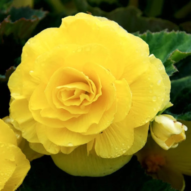 Bégonia Double Jaune - Begonia x tuberhybrida | Achat producteur