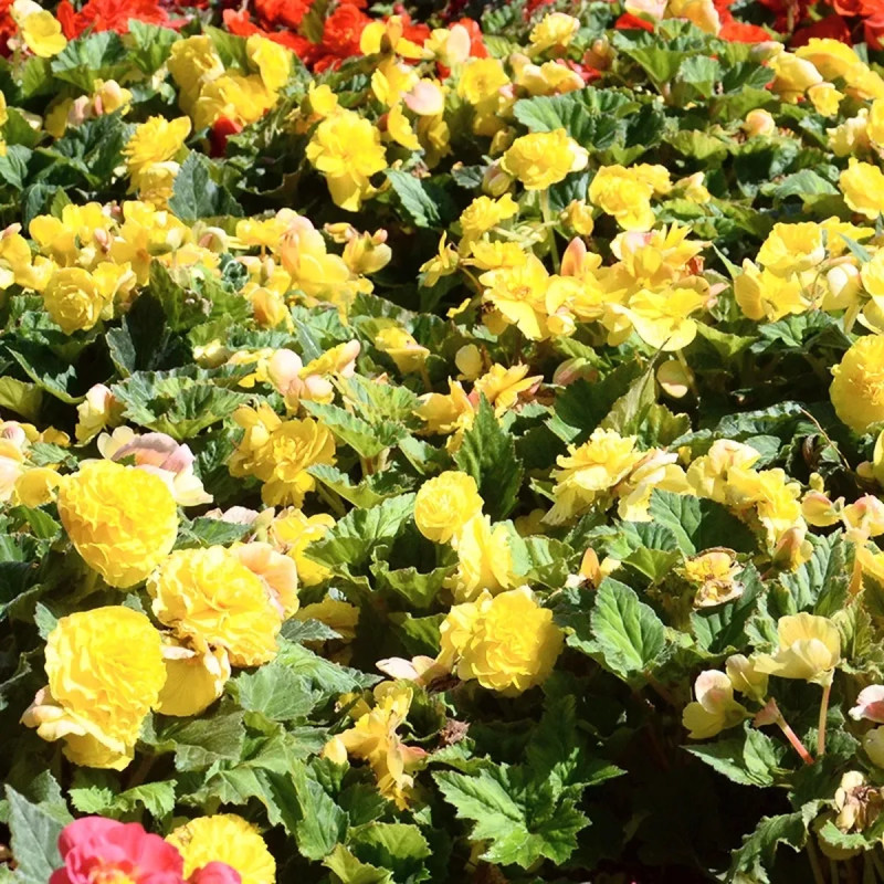 Bégonia Double Jaune - Begonia x tuberhybrida | Achat producteur