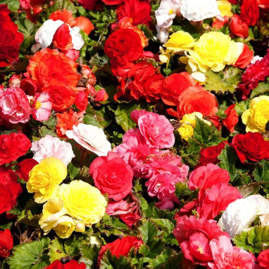 Bégonia Double Mélange - Begonia x tuberhybrida | Achat producteur