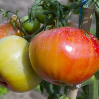 Tomate 'Supersteak' - Solanum lycopersicum | Achat producteur