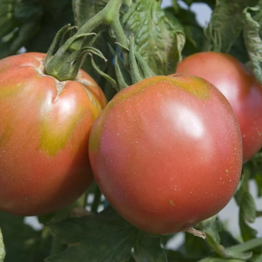 Tomate 'Rose de Berne' - Solanum | Achat direct au producteur