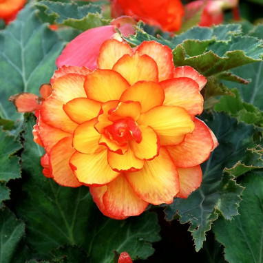 Bégonia double Picotée Arlequin - Begonia | Achat direct au producteur