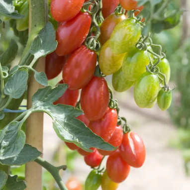 Tomate 'Trilly' F1 - Solanum | Achat direct au producteur