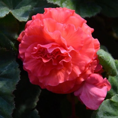 Bégonia Double Rose - Begonia x tuberhybrida | Achat producteur