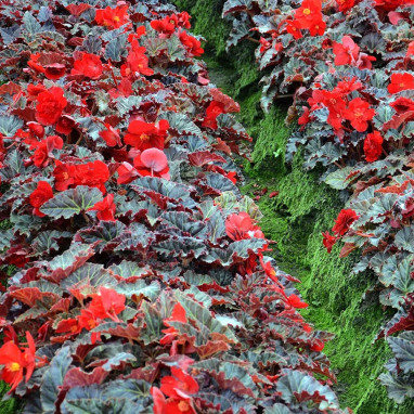 Bégonia Multiflora 'La Suisse' - Begonia | Achat direct au producteur