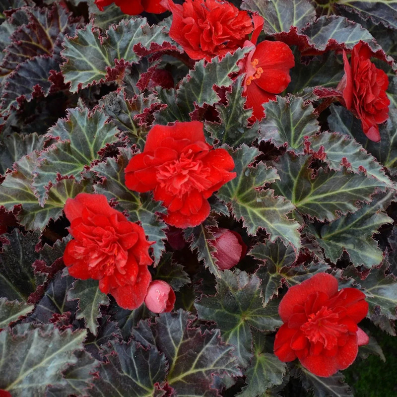 Bégonia Multiflora 'La Suisse' - Begonia | Achat direct au producteur