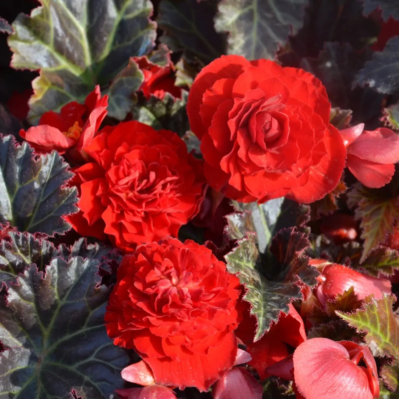 Bégonia Multiflora 'La Suisse' - Begonia | Achat direct au producteur
