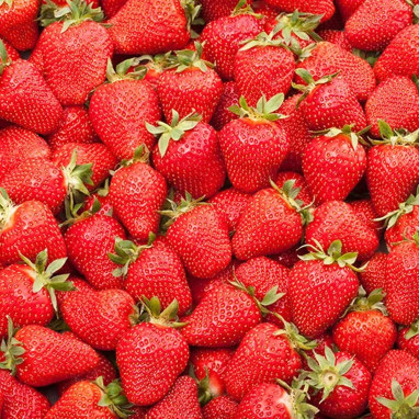 Fraisier Gariguette - Fragaria | Achat direct au producteur