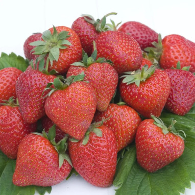 Fraisier 'Gento' - Fragaria | Achat direct au producteur
