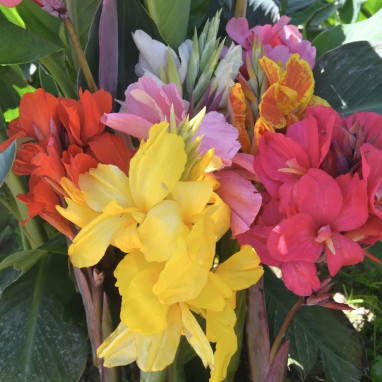 Canna Nain Mélange - Balisier - Canna | Achat direct au producteur