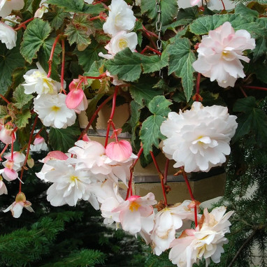 Bégonia odorata 'Angélique' - Begonia | Achat direct au producteur