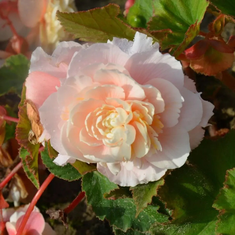 Bégonia odorata 'Angélique' - Begonia | Achat direct au producteur