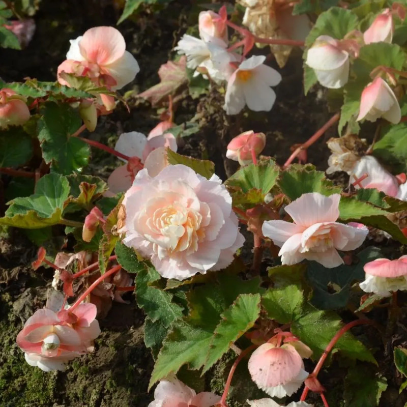 Bégonia odorata 'Angélique' - Begonia | Achat direct au producteur