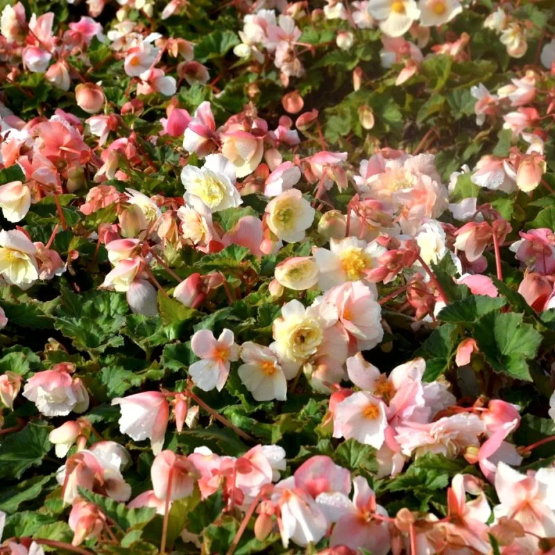 Bégonia odorata 'Angélique' - Begonia | Achat direct au producteur