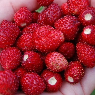 Fraisier Mara des Bois - Fragaria | Achat direct au producteur