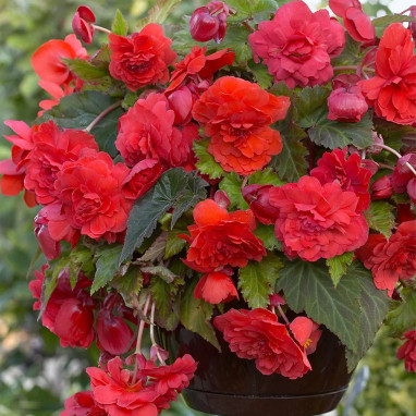 Bégonia odorata 'Red Glory' - Begonia | Achat direct au producteur